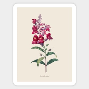 Snapdragon Flower Antique Botanical Illustration Sticker